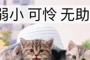 《江湖悠悠南知味喜好一览》（探索江湖美食，品味南方美味）