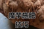 魔域种植需要哪些肥料？如何正确使用肥料？