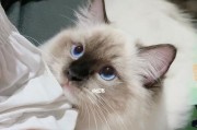 猫之城零度调和（猫咪玩家必玩的零度调和游戏）