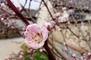 胭脂泪一览（探索胭脂泪世界）