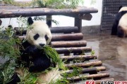 《熊猫面馆竹子的神奇用途》（揭秘竹子在游戏中的多重功能）