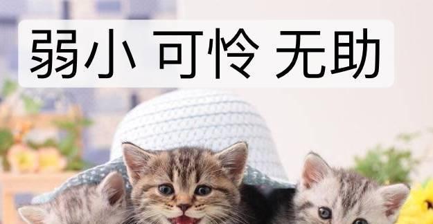 《江湖悠悠南知味喜好一览》（探索江湖美食，品味南方美味）