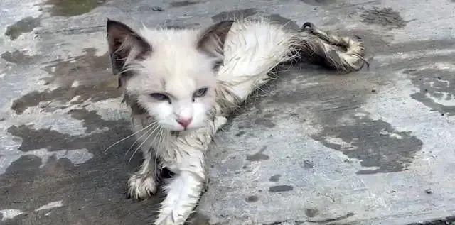 《探索奇幻世界的冒险之旅——猫之城灵棰惊竹》（畅游奇幻之境）