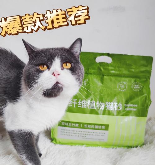 《探索奇幻世界的冒险之旅——猫之城灵棰惊竹》（畅游奇幻之境）