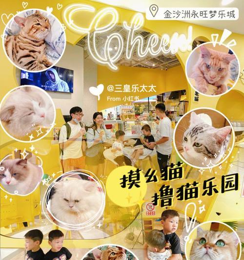 《猫之城篁迳月韵》（解析猫之城篁迳月韵的玩法和特色）