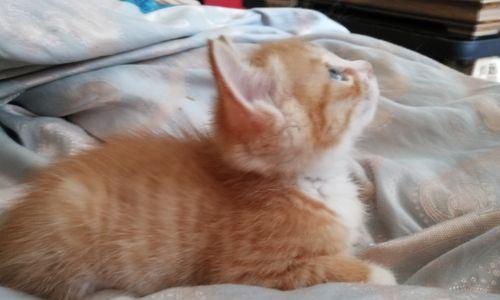 《猫之城篁迳月韵》（解析猫之城篁迳月韵的玩法和特色）