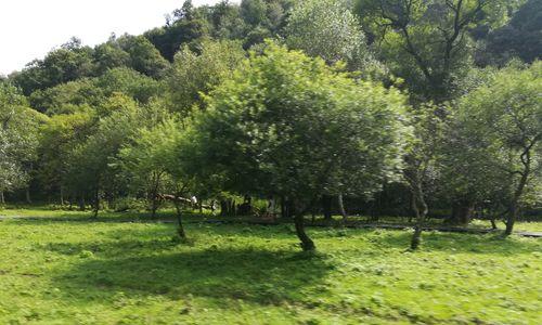 梦幻西游关山牧场最新攻略是什么？如何高效利用牧场资源？
